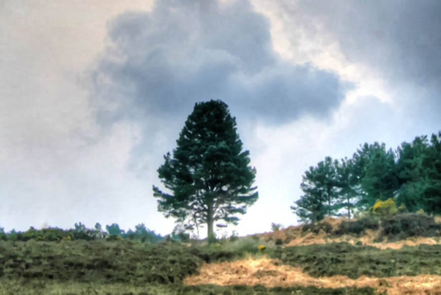 View over Ashdown Forest